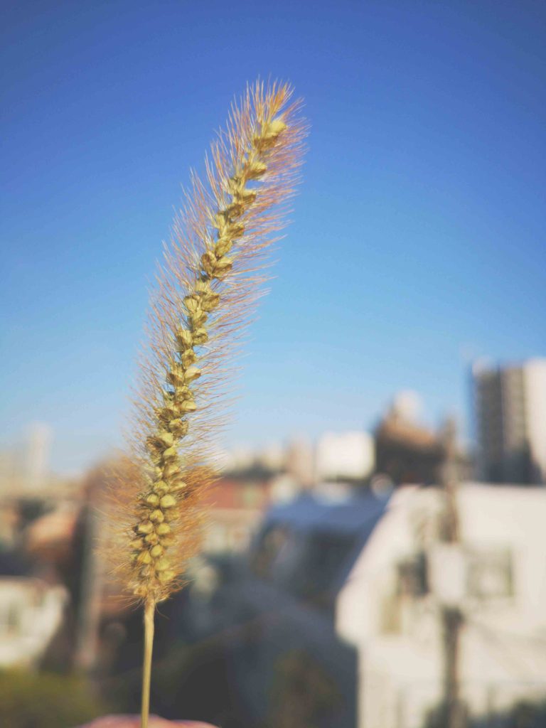 猫じゃらしで服を作ってみた 取り外し可能な付け袖 Yuta Hikino